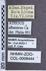 Etikette zu Athous (Orthathous) albanicus (Csiki, 1940) (NHMW-ZOO-COL-0008444)